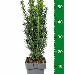 Taxus media 'Hillii'