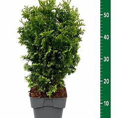 Thuja occ. 'Degroot's Spire'