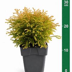 Thuja occ. 'Golden Tuffet'