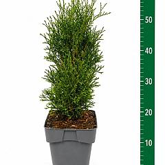 Thuja occ. 'Great Star'