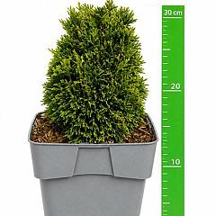 Thuja occ. 'Maks'