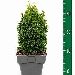 Thuja occ. 'Maks'