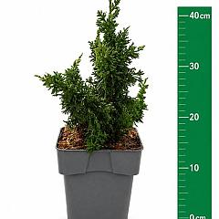 Thuja occ. 'Malonyana Holub'