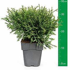 Thuja occ. 'Mr Bowling Ball'