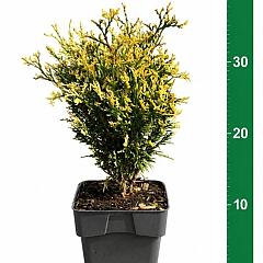 Thuja occ. 'Piccadilly'