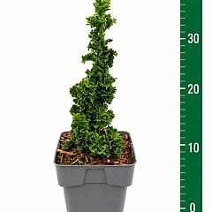 Thuja occ. 'Primo'