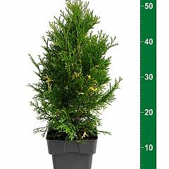 Thuja occ. 'Smaragd Variegata'