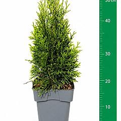 Thuja occ. 'Silver Smaragd'