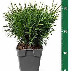 Thuja occ. 'Tiny Tim'