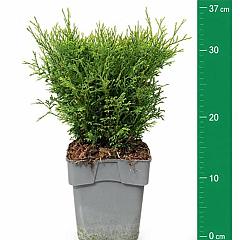 Thuja occ. 'Tiny Tim'