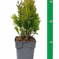 Thuja pl. '4ever Goldy'(R)