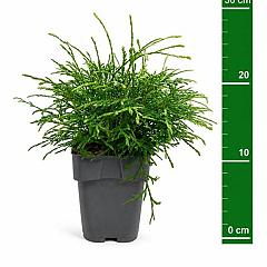 Thuja pl. 'Kagers Beauty'