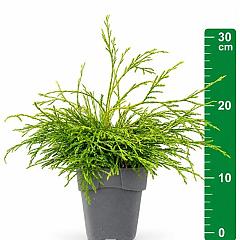 Thuja pl. 'Kagers Beauty'
