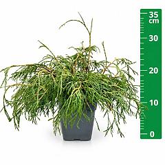 Thuja pl. 'Kagers Beauty'