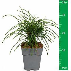 Thuja pl. 'Whipcord'