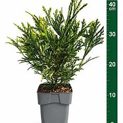 Thujopsis dolabrata 'Variegata'