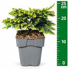 Tsuga can. 'Green Globe'