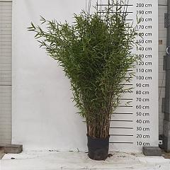 Fargesia nitida 'Black Pearl'