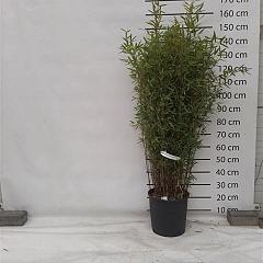 Fargesia nitida 'Winterjoy'