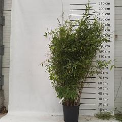 Fargesia nitida 'Winterjoy'