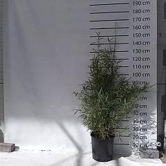 Fargesia robusta 'Campbell'