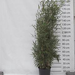 Fargesia robusta 'Campbell'