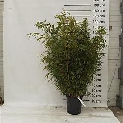 Fargesia robusta 'Pingwu'