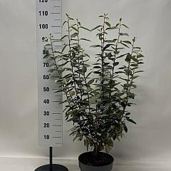 Elaeagnus ebbingei