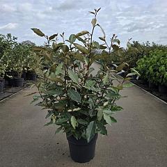 Elaeagnus ebb. 'Compacta'