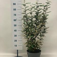 Elaeagnus ebb. 'Compacta'