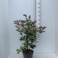 Photinia fraseri 'Red Robin'