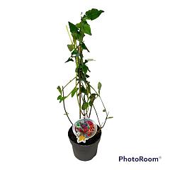 Buddleja d. 'Flower Power'