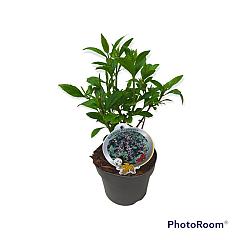 Buddleja lindleyana