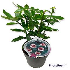 Daphne odora 'Aureomarginata'