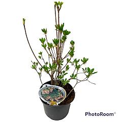 Enkianthus campanulatus