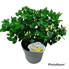 Hypericum 'Miracle Blizz'