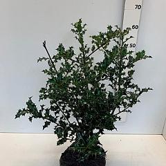 Ilex aquifolium