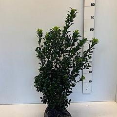 Ilex meserv. 'Heckenstar'