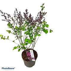 Syringa chinensis 'Dark Purple'