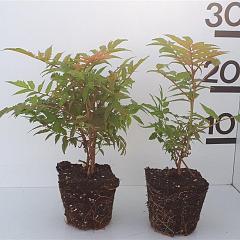 Sorbaria sorbifolia 'Sem'