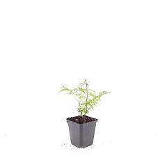 Sorbaria sorbifolia 'Sem'