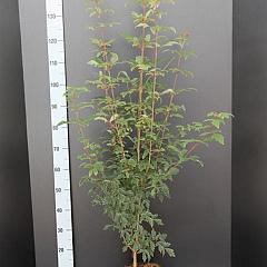 Acer griseum