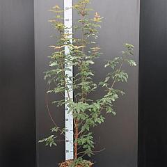 Acer griseum