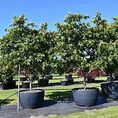 Acer japonicum 'Aconitifolium'