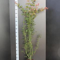 Acer palmatum