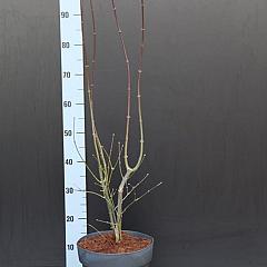 Acer pal. 'Atropurpureum'