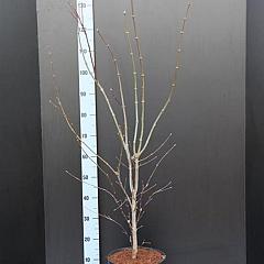 Acer pal. 'Atropurpureum'
