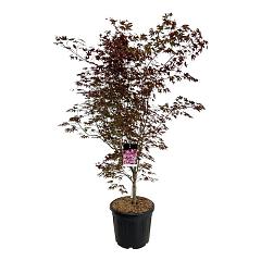 Acer pal. 'Atropurpureum'