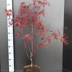 Acer pal. 'Bloodgood'