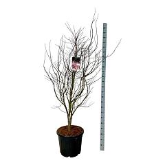 Acer pal. 'Bloodgood'